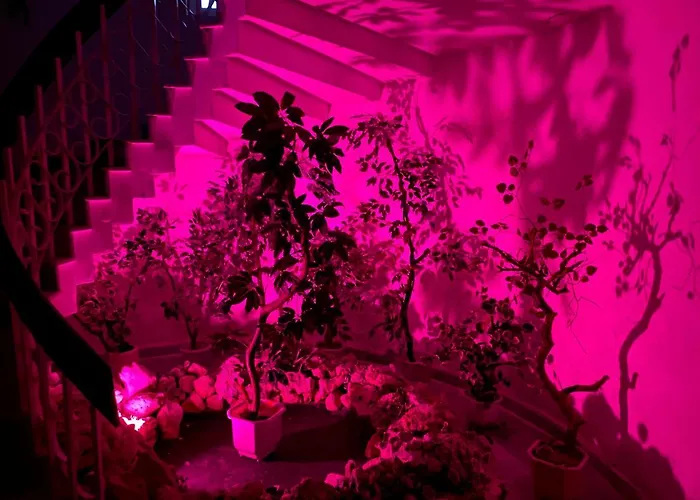 Fiesta 酒店 金沙